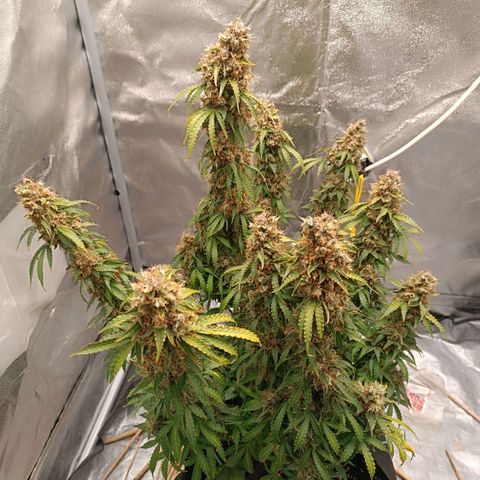 Purple CousKush  growlog timeline photo