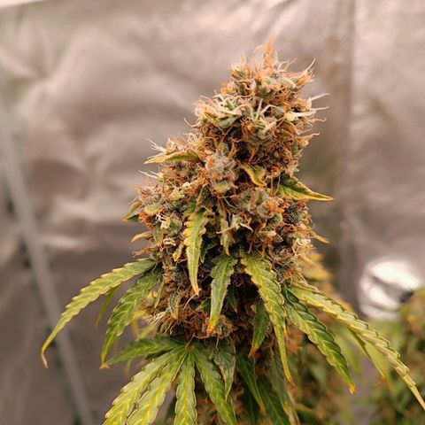 Purple CousKush  growlog timeline photo