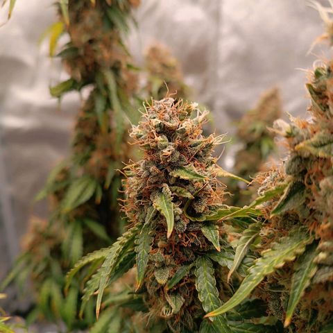 Purple CousKush  growlog timeline photo