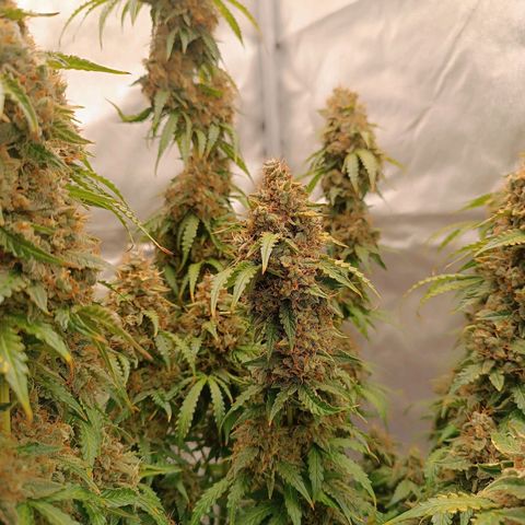 Purple CousKush  growlog timeline photo