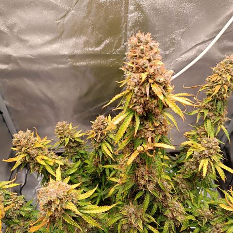 Purple CousKush  growlog timeline photo