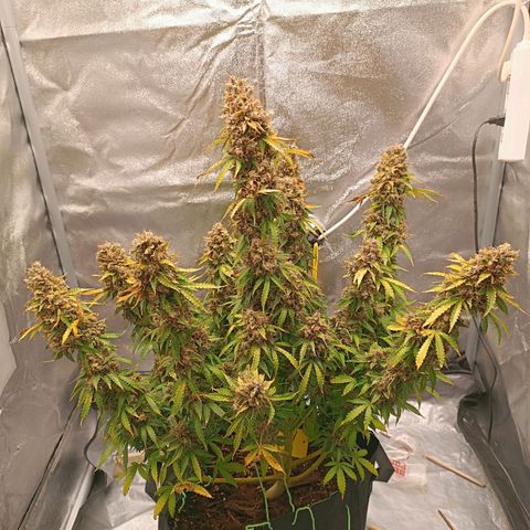 Purple CousKush  growlog timeline photo
