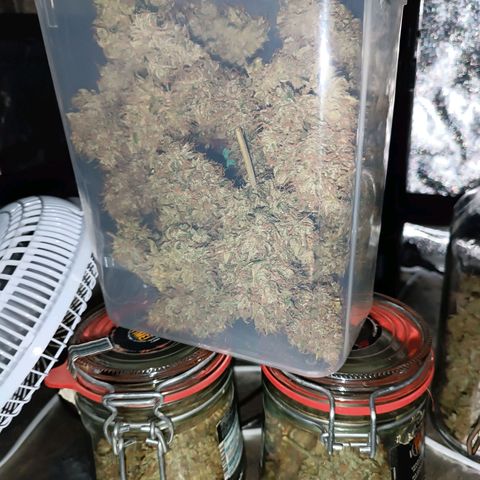 Gelato growlog timeline photo