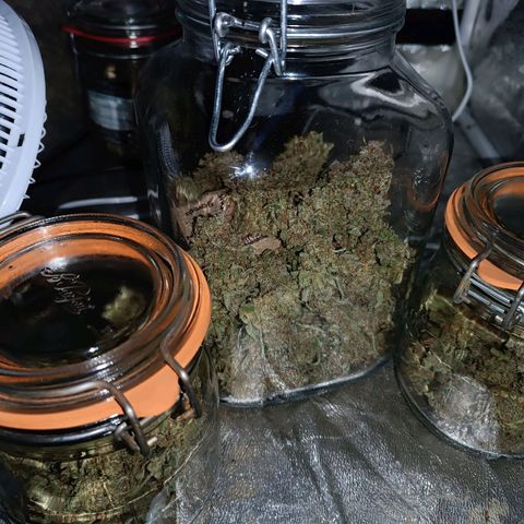 Candy Rain  growlog timeline photo