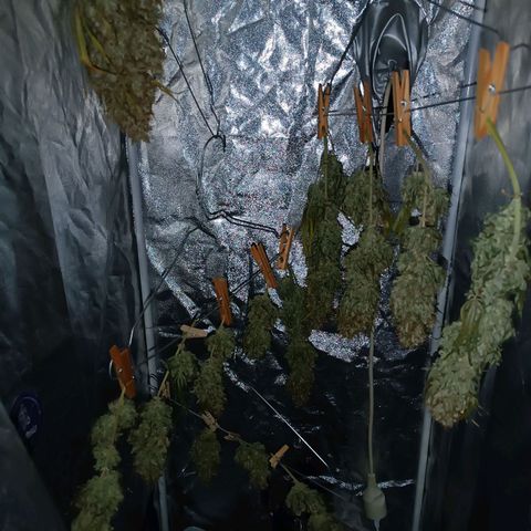 Fat Banana growlog timeline photo