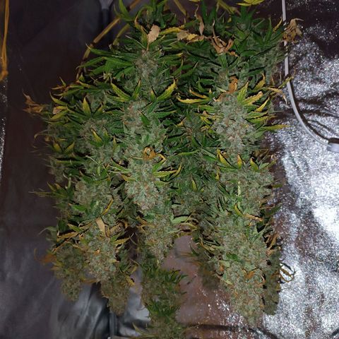 Purple CousKush  growlog timeline photo