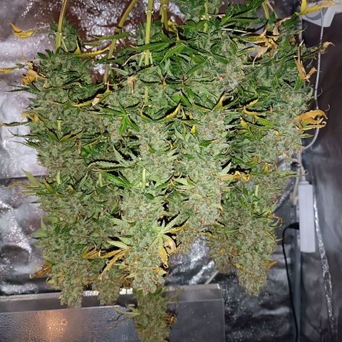 Purple CousKush  growlog timeline photo