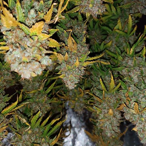 Purple CousKush  growlog timeline photo