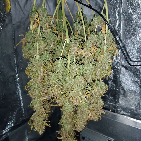 Purple CousKush  growlog timeline photo
