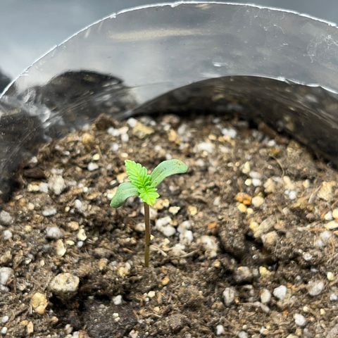 Majô growlog timeline photo