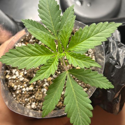 Majô growlog timeline photo