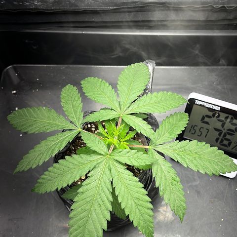Majô growlog timeline photo