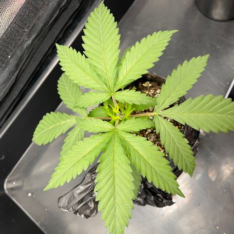 Majô growlog timeline photo