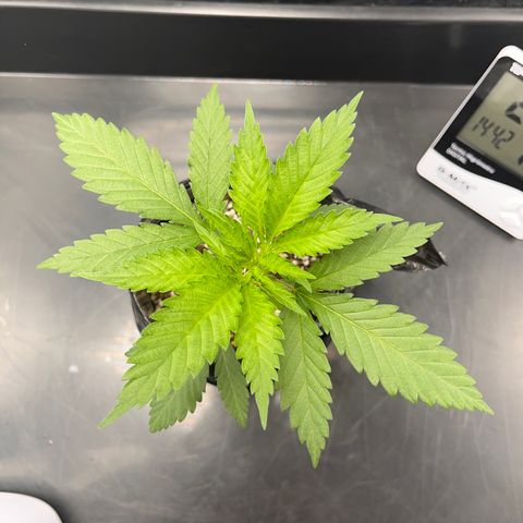 Majô growlog timeline photo