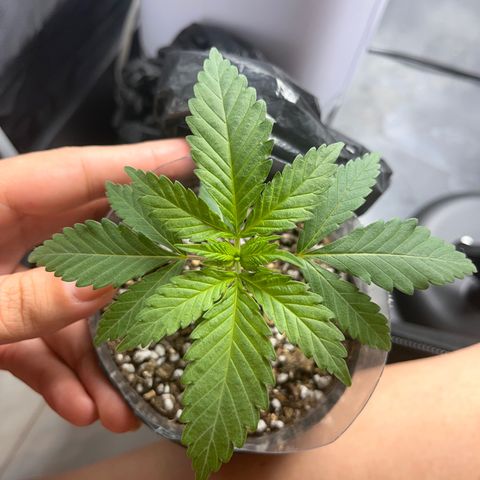 Majô growlog timeline photo