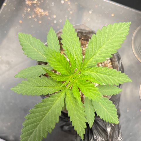 Majô growlog timeline photo