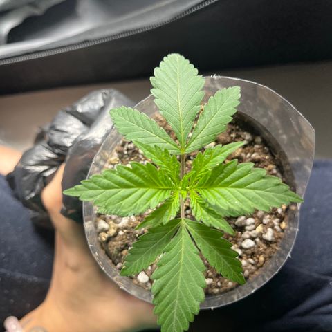 Majô growlog timeline photo