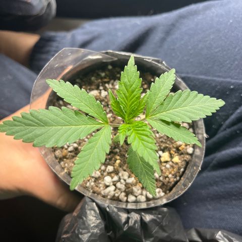 Majô growlog timeline photo