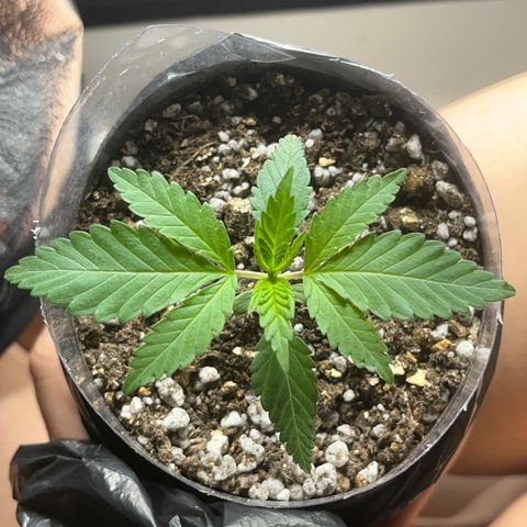Majô growlog timeline photo