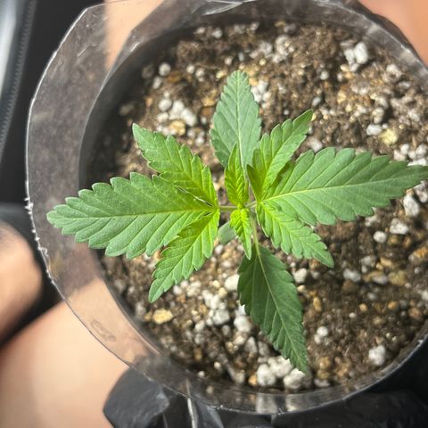 Majô growlog timeline photo