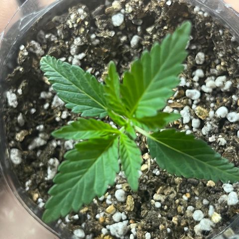 Majô growlog timeline photo