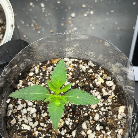 Majô growlog timeline photo