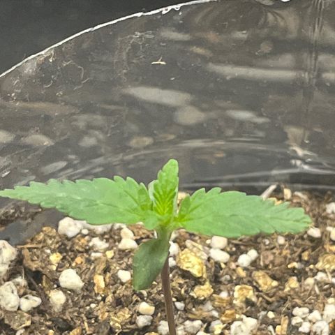 Majô growlog timeline photo