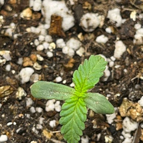 Majô growlog timeline photo