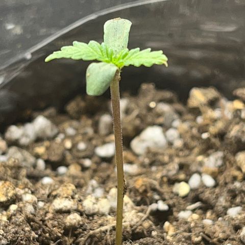 Majô growlog timeline photo