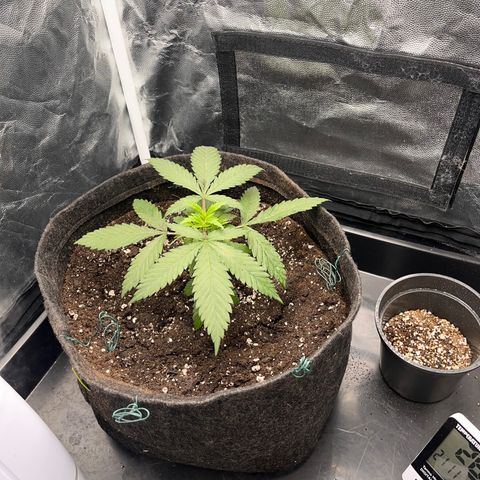 Majô growlog timeline photo