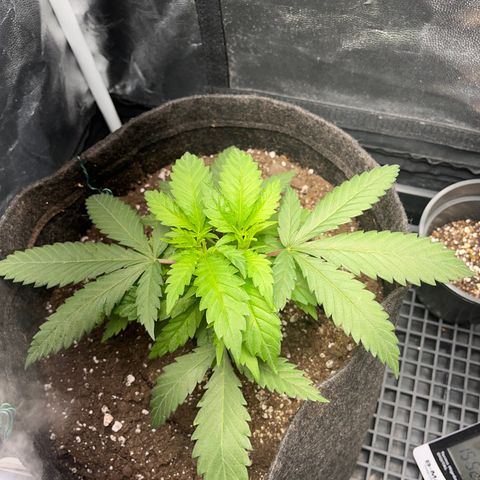Majô growlog timeline photo