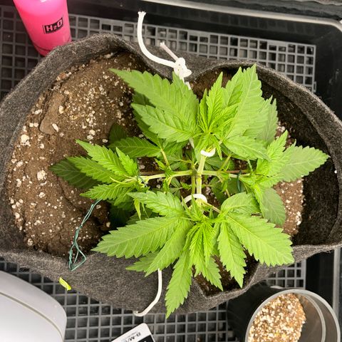 Majô growlog timeline photo