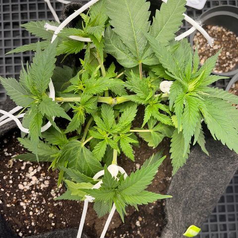 Majô growlog timeline photo