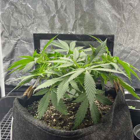 Majô growlog timeline photo