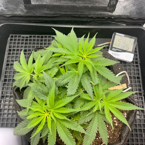Majô growlog timeline photo