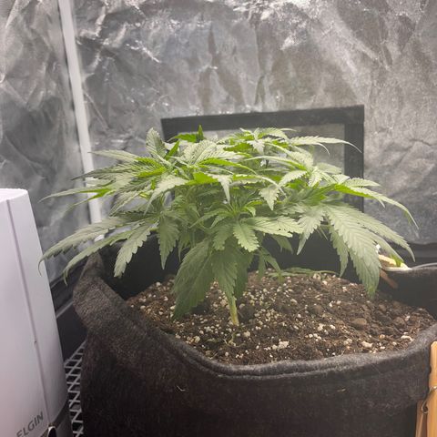 Majô growlog timeline photo
