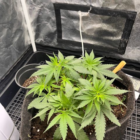 Majô growlog timeline photo