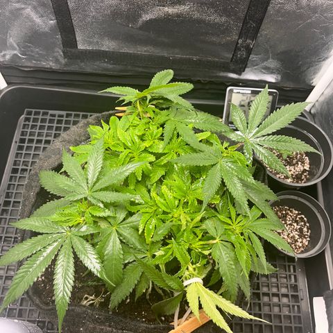 Majô growlog timeline photo