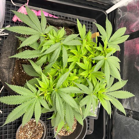 Majô growlog timeline photo
