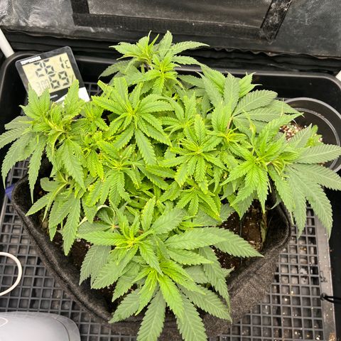 Majô growlog timeline photo