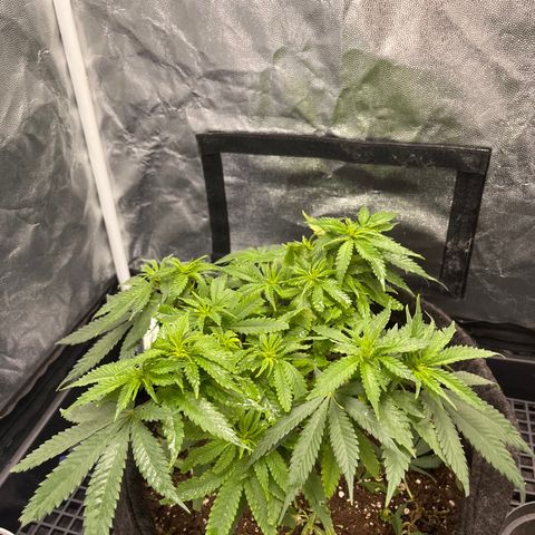 Majô growlog timeline photo