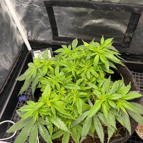 Majô growlog timeline photo