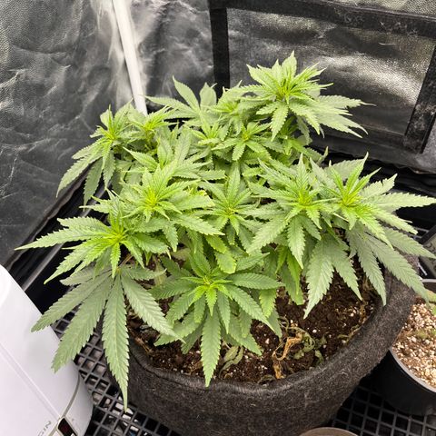 Majô growlog timeline photo