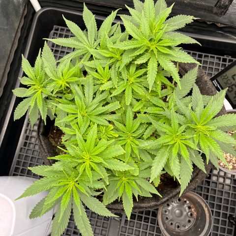 Majô growlog timeline photo