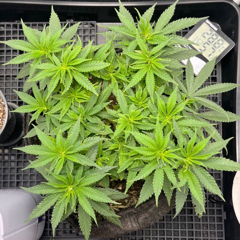 Majô growlog timeline photo