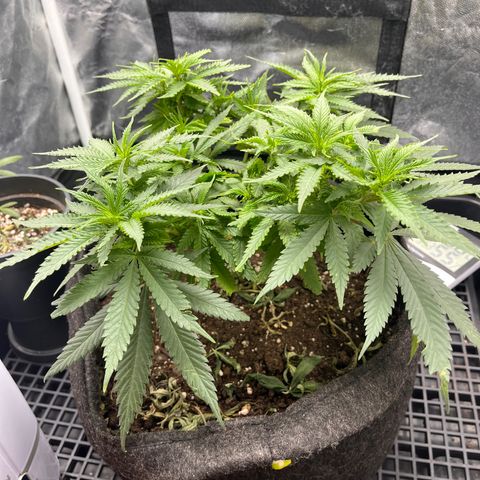 Majô growlog timeline photo