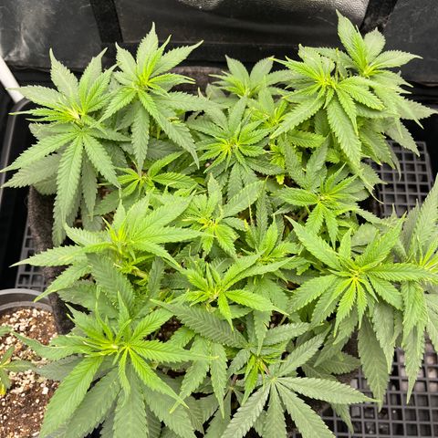 Majô growlog timeline photo