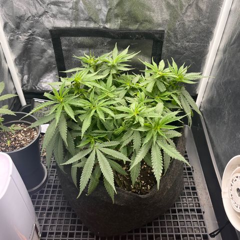 Majô growlog timeline photo
