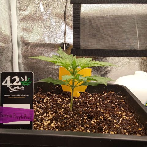 Banana purple punch  #1Hinten Links  growlog timeline photo