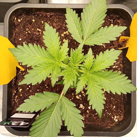 Banana purple punch  #2 vorne rechts  growlog timeline photo